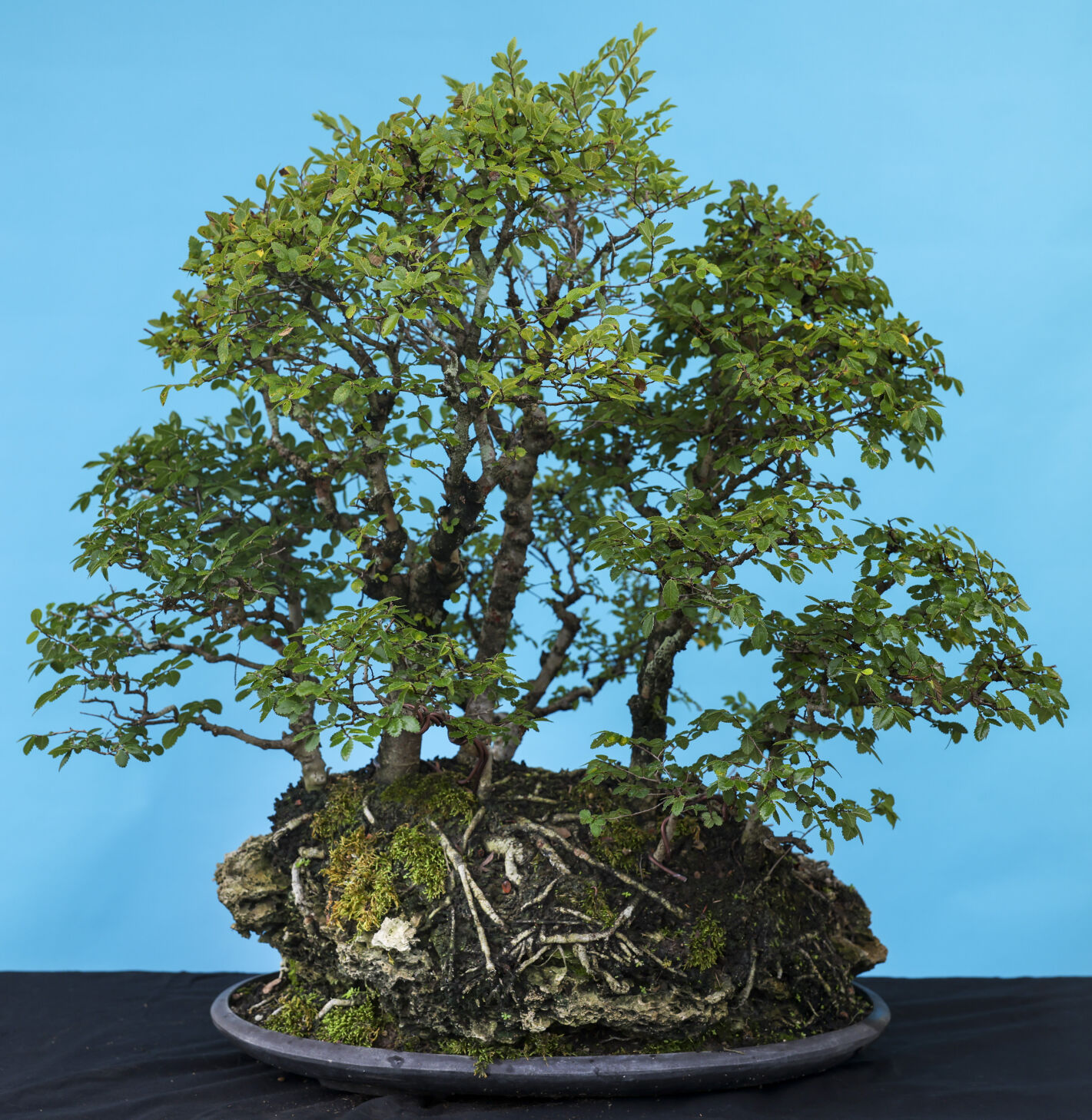 NO.bonsai.io.081322.09.jpg